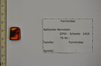 Vorschaubild Bernstein m. 2 Ameisen (rot)